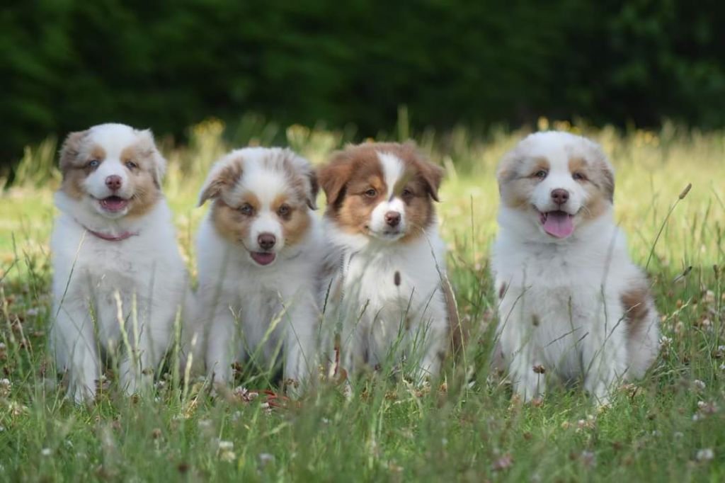 chiot Berger Australien du Jardin des Heliades