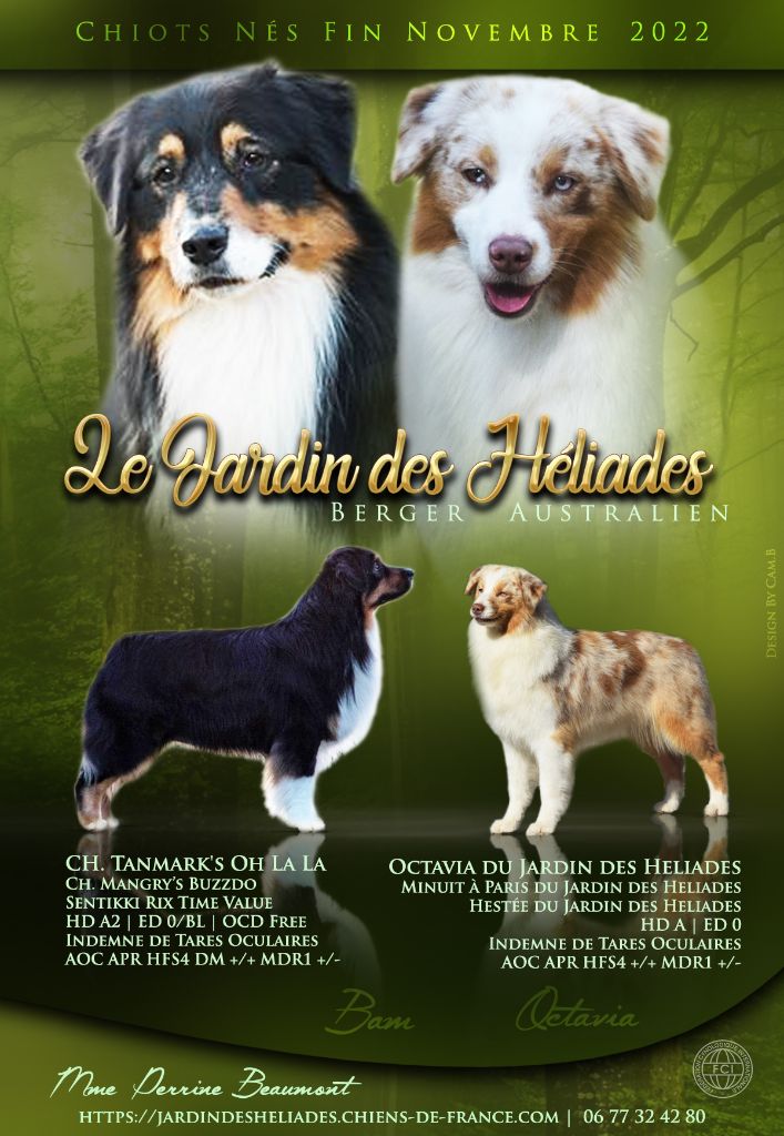 chiot Berger Australien du Jardin des Heliades