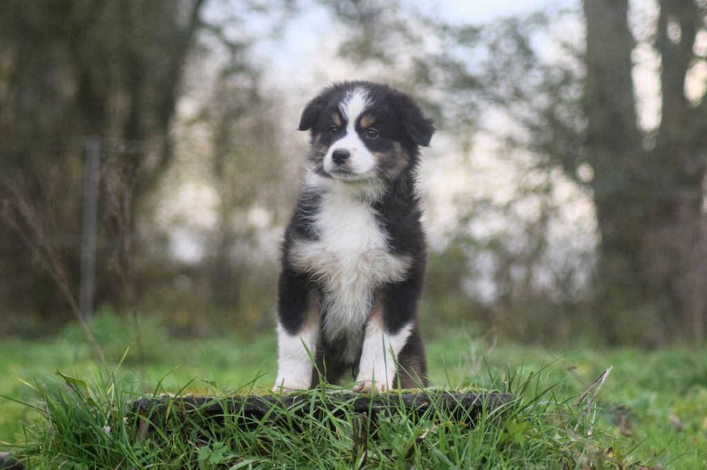 du Jardin des Heliades - Chiot disponible  - Berger Australien