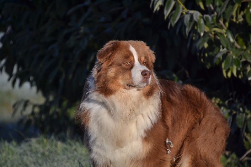 Irish coffee du jardin des héliades du Jardin des Heliades