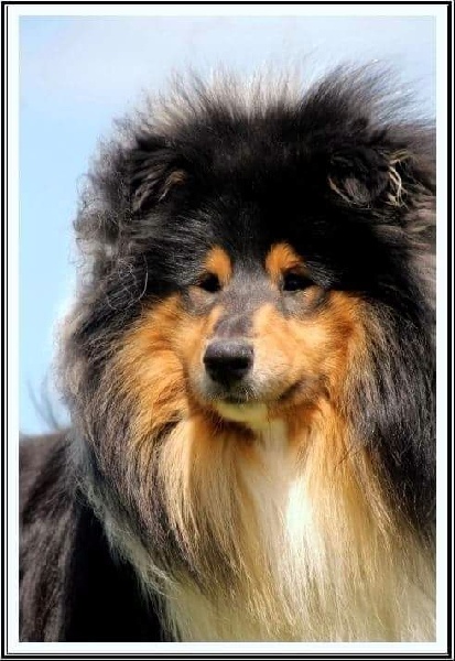 Joss black du Jardin des Heliades