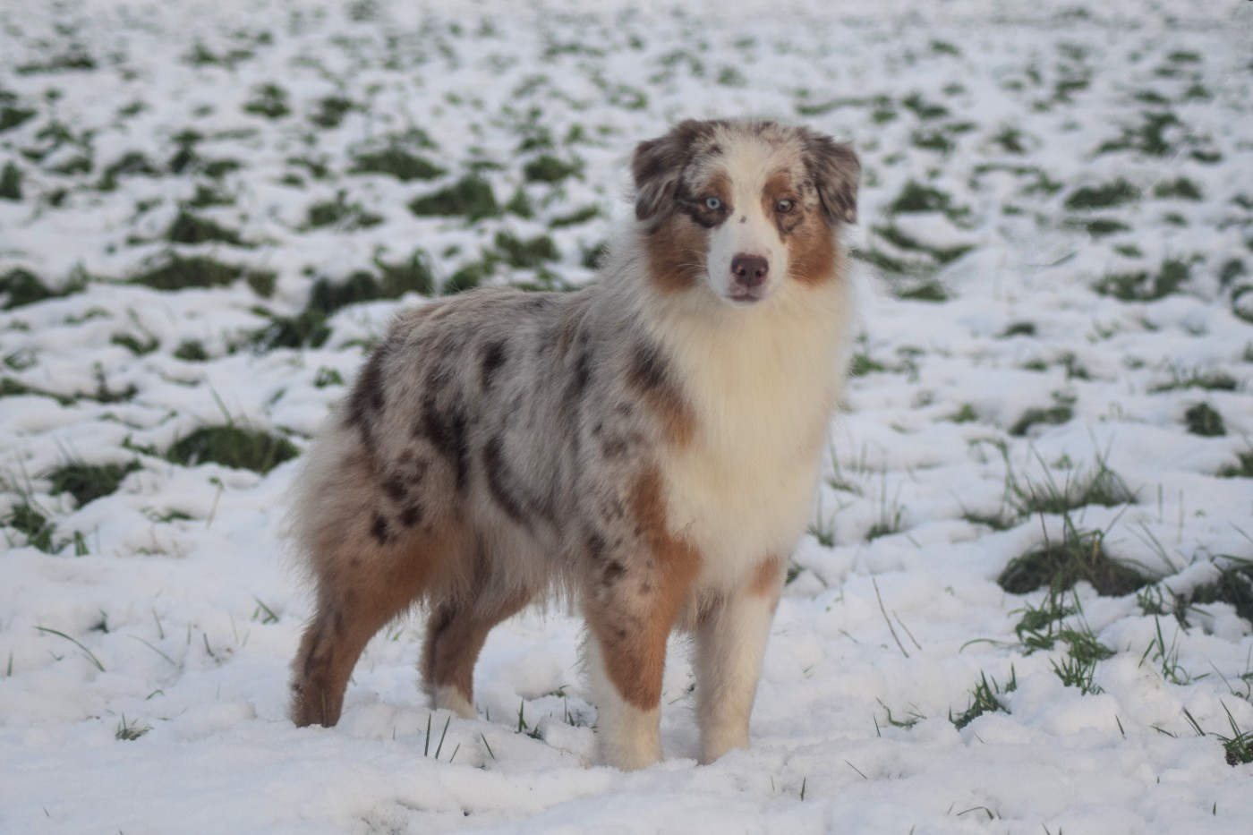 Valkyrie du Jardin des Heliades