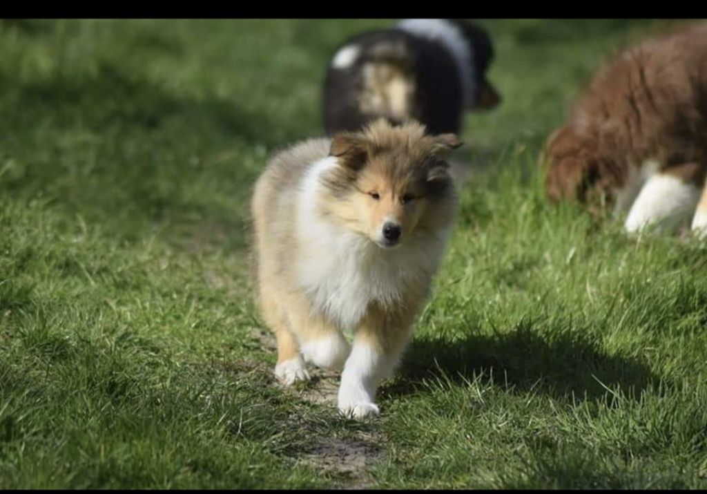 Chiots disponibles à la réservation 