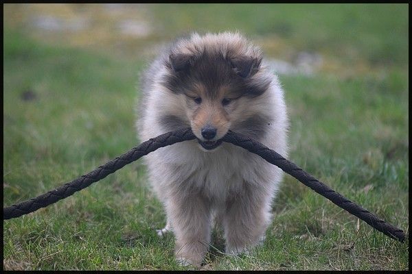 Portée chiot Sunny x Gabin (2016)