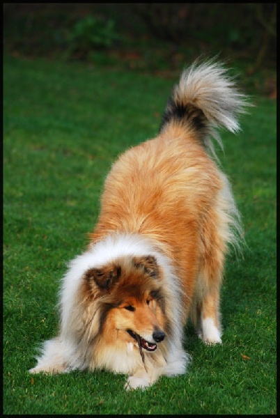 Les premiers chiot de Braise (2009)