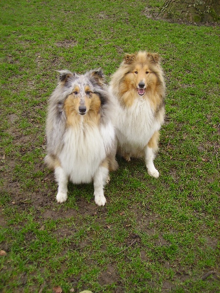 Tous les chiens ensembles