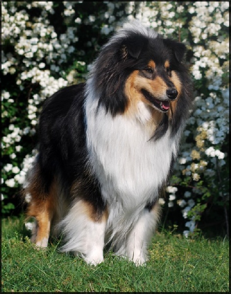 Les premiers chiot de Belliss (2009)