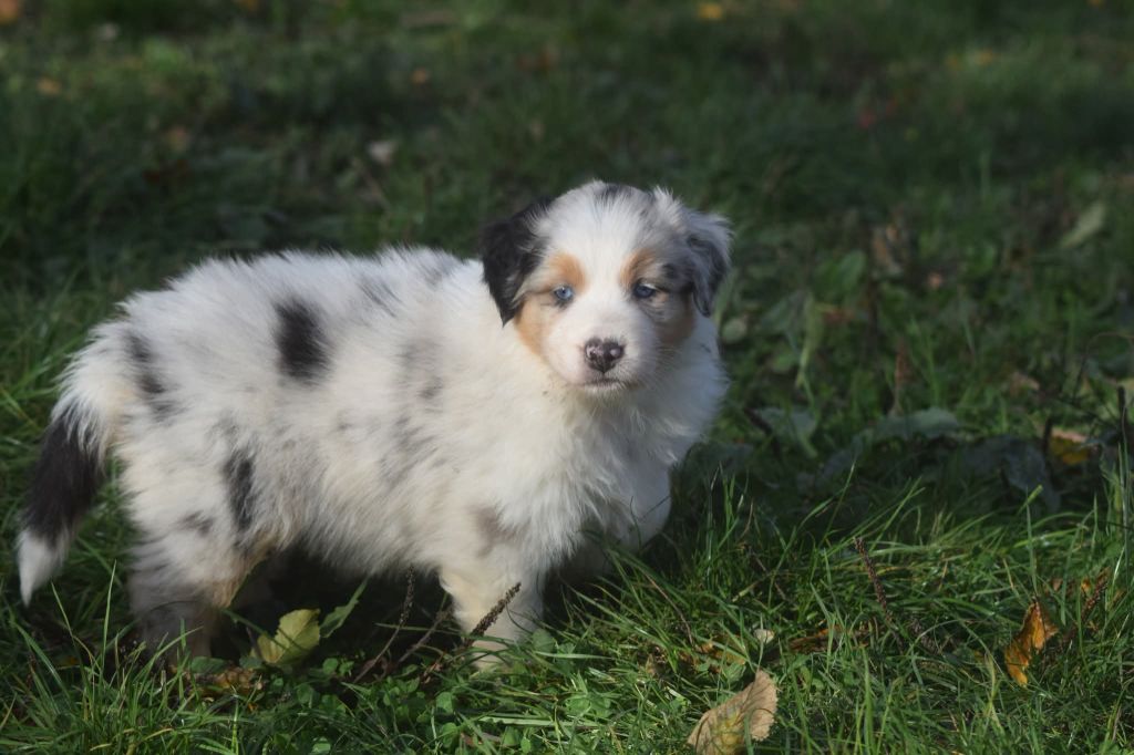 du Jardin des Heliades - Chiots disponibles - Berger Australien