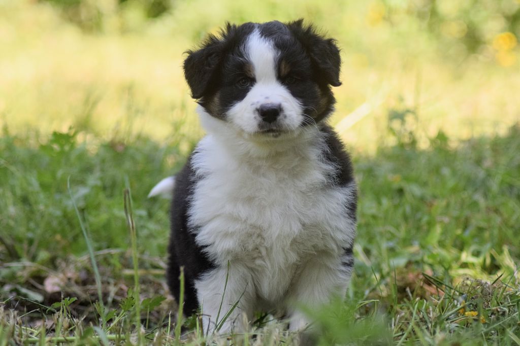 du Jardin des Heliades - Chiots disponibles - Berger Australien