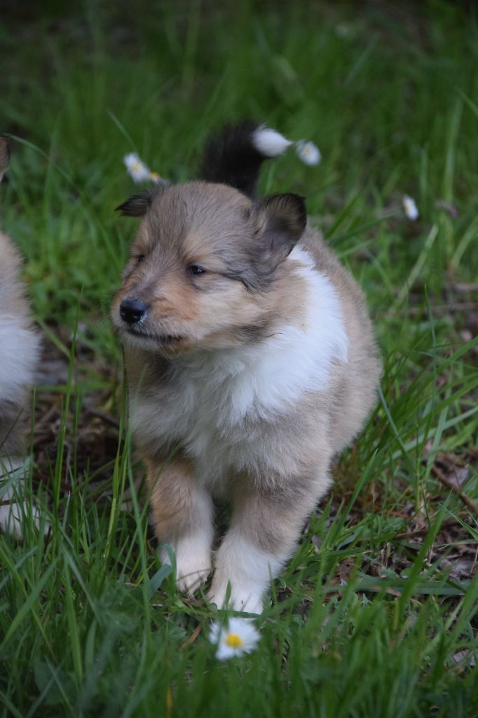 du Jardin des Heliades - Chiots disponibles - Colley à poil long