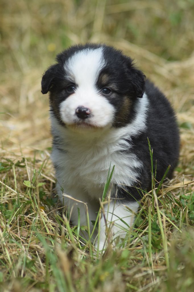 du Jardin des Heliades - Chiots disponibles - Berger Australien