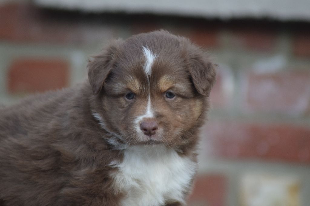 du Jardin des Heliades - Berger Australien - Portée née le 30/12/2017