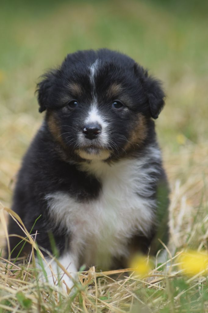 du Jardin des Heliades - Chiots disponibles - Berger Australien