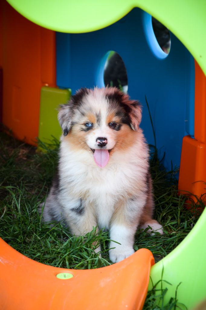 du Jardin des Heliades - Berger Australien - Portée née le 24/04/2023