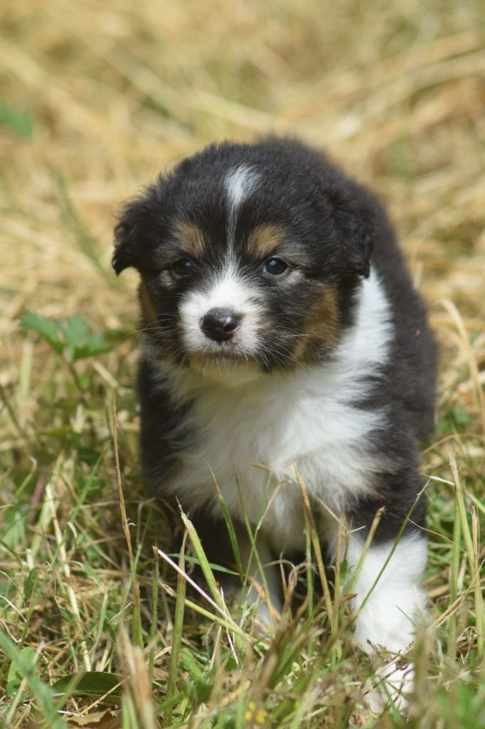 du Jardin des Heliades - Chiots disponibles - Berger Australien