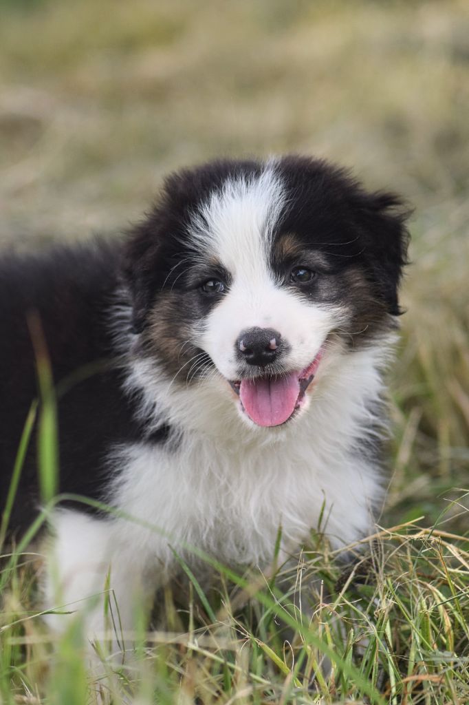 du Jardin des Heliades - Chiots disponibles - Berger Australien