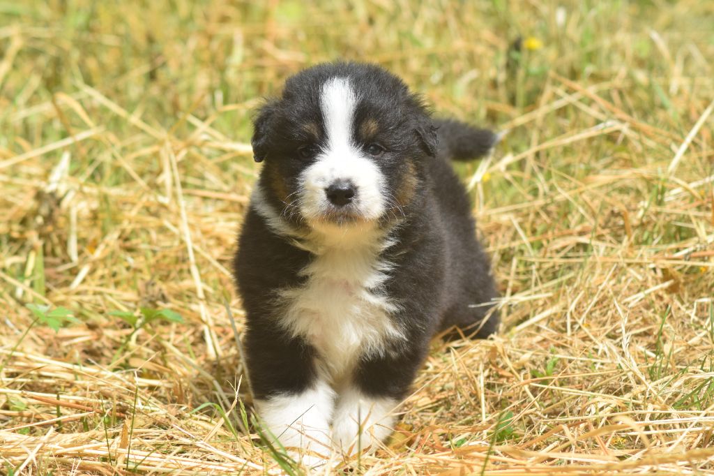 du Jardin des Heliades - Chiots disponibles - Berger Australien
