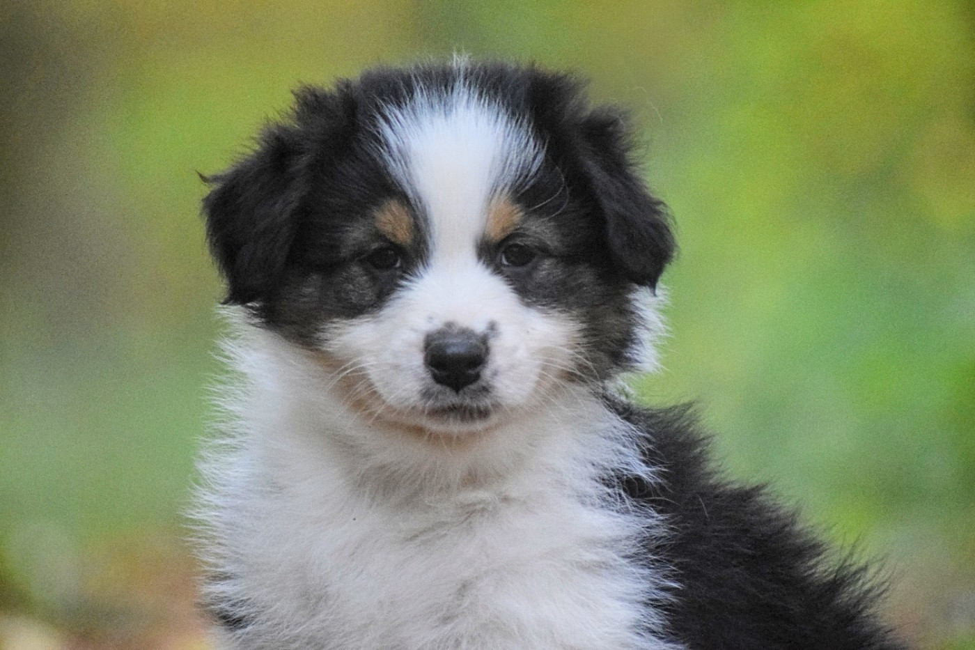 du Jardin des Heliades - Chiots disponibles - Berger Australien