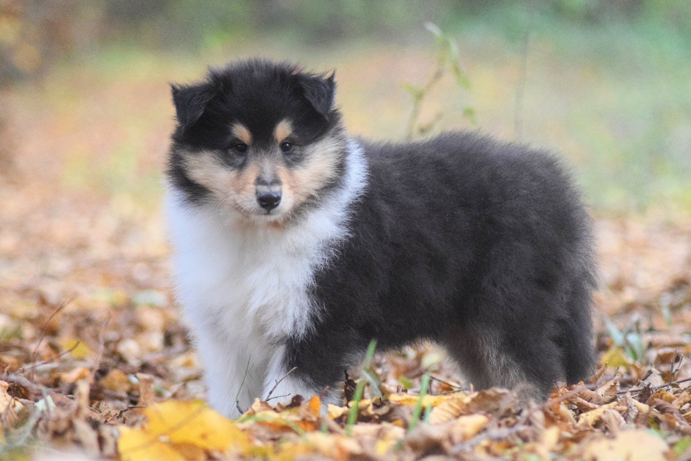du Jardin des Heliades - Chiots disponibles - Colley à poil long