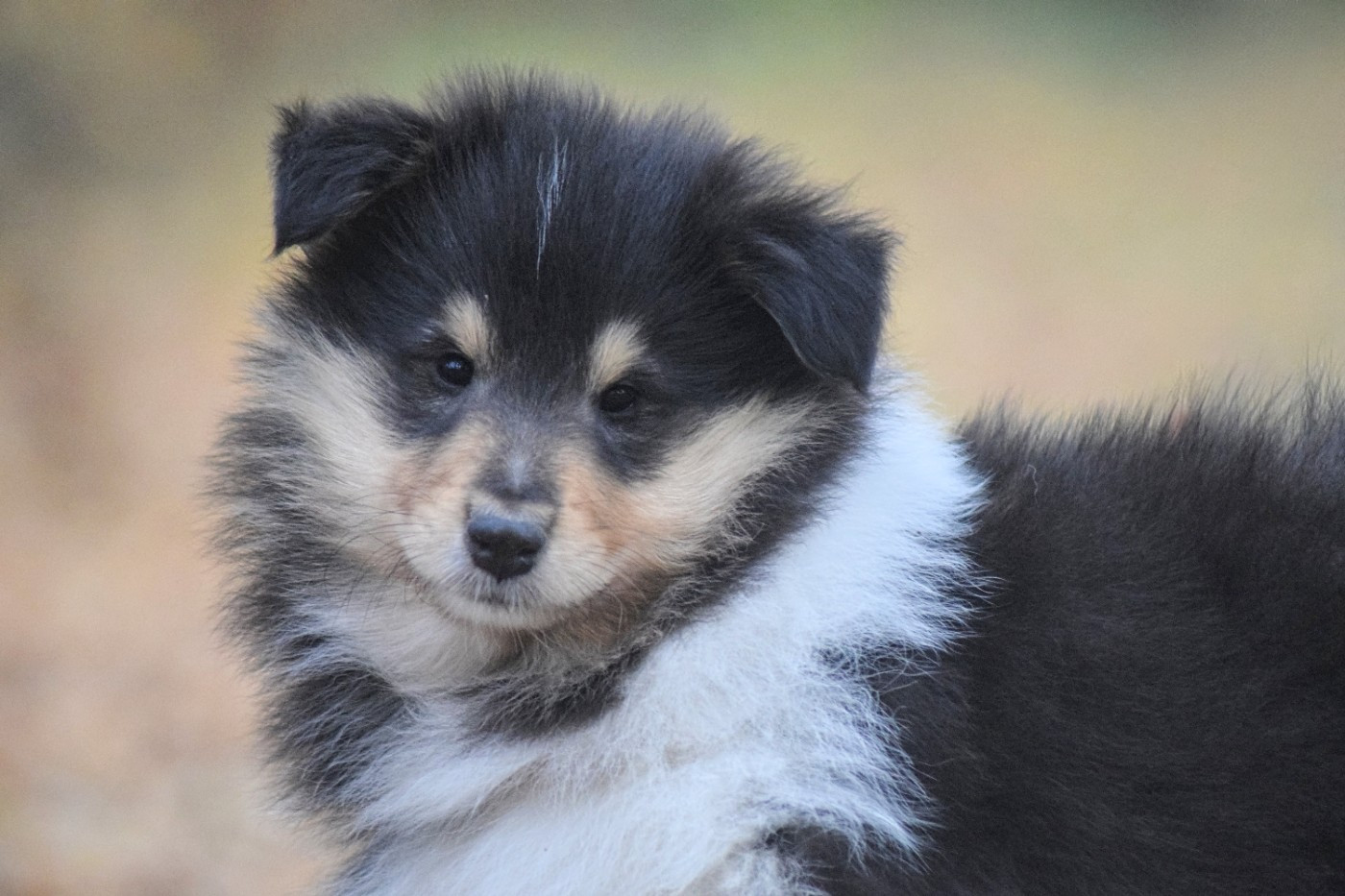 du Jardin des Heliades - Chiots disponibles - Colley à poil long