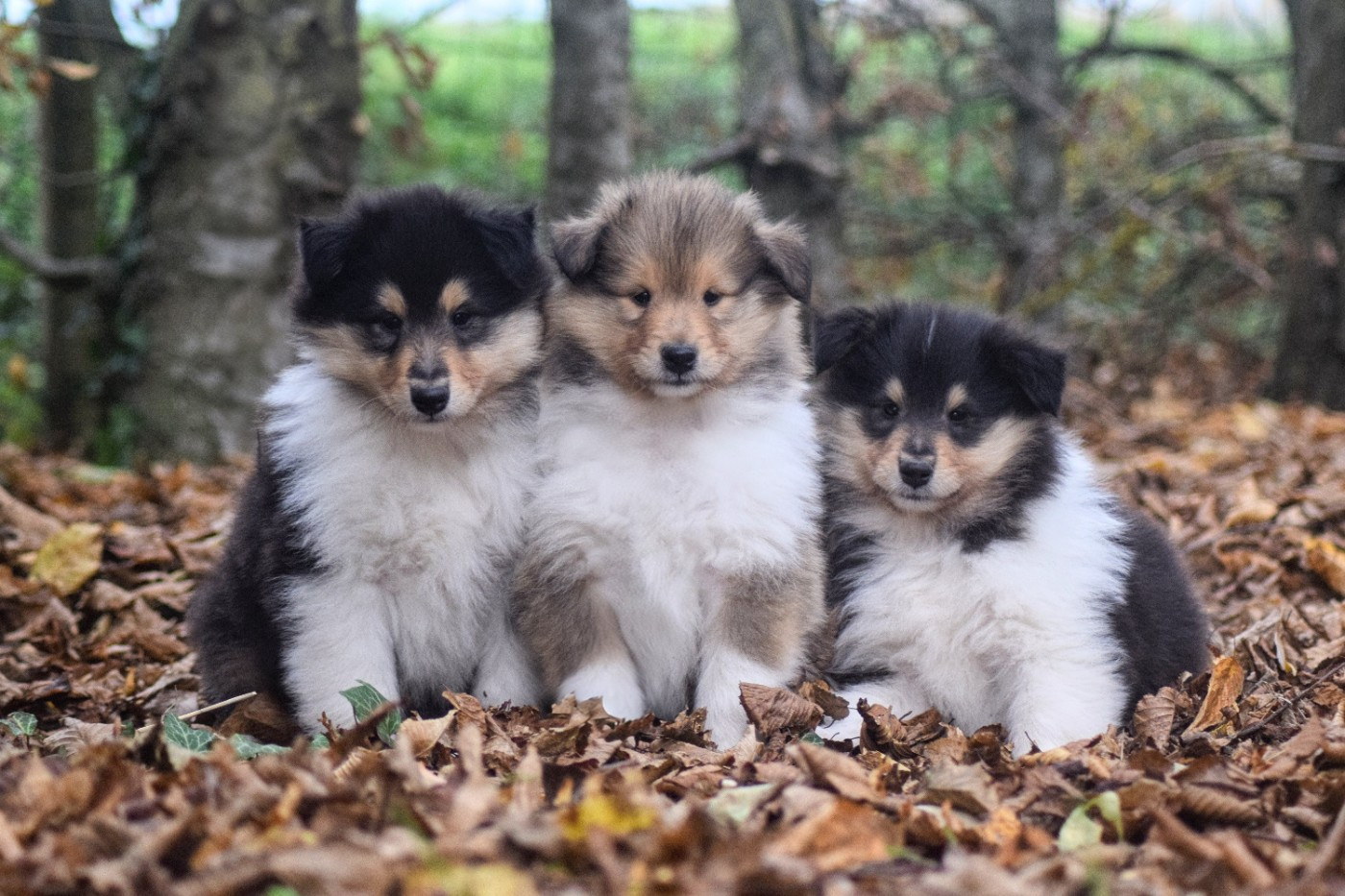 Chiot Colley à poil long du Jardin des Heliades