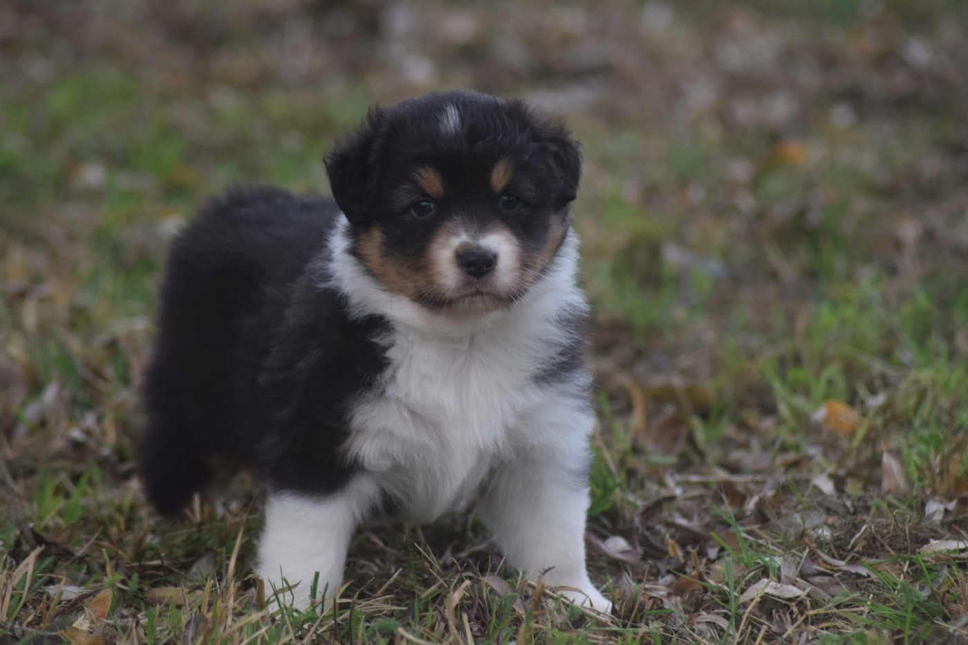 du Jardin des Heliades - Chiots disponibles - Berger Australien