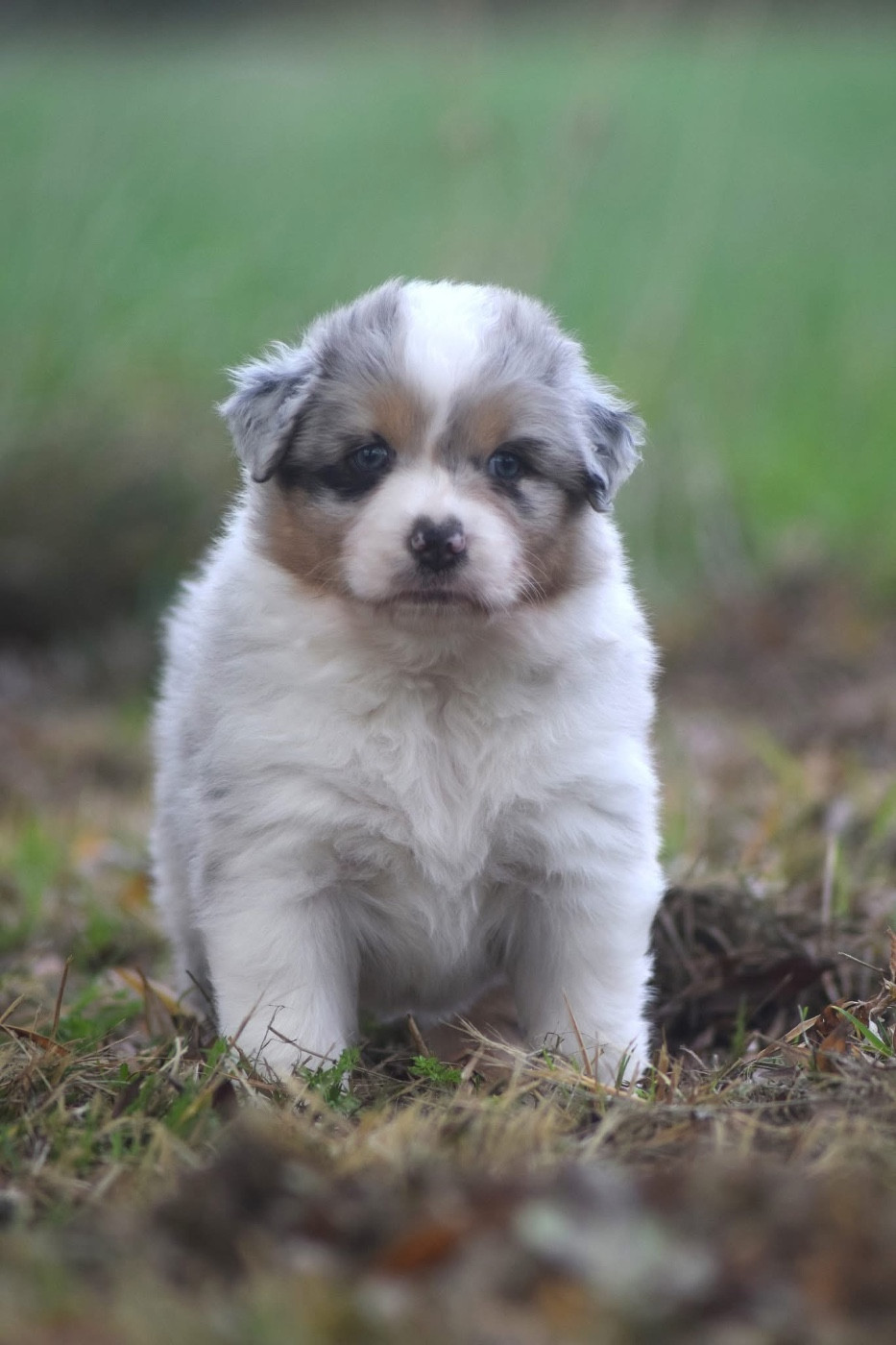 du Jardin des Heliades - Chiots disponibles - Berger Australien