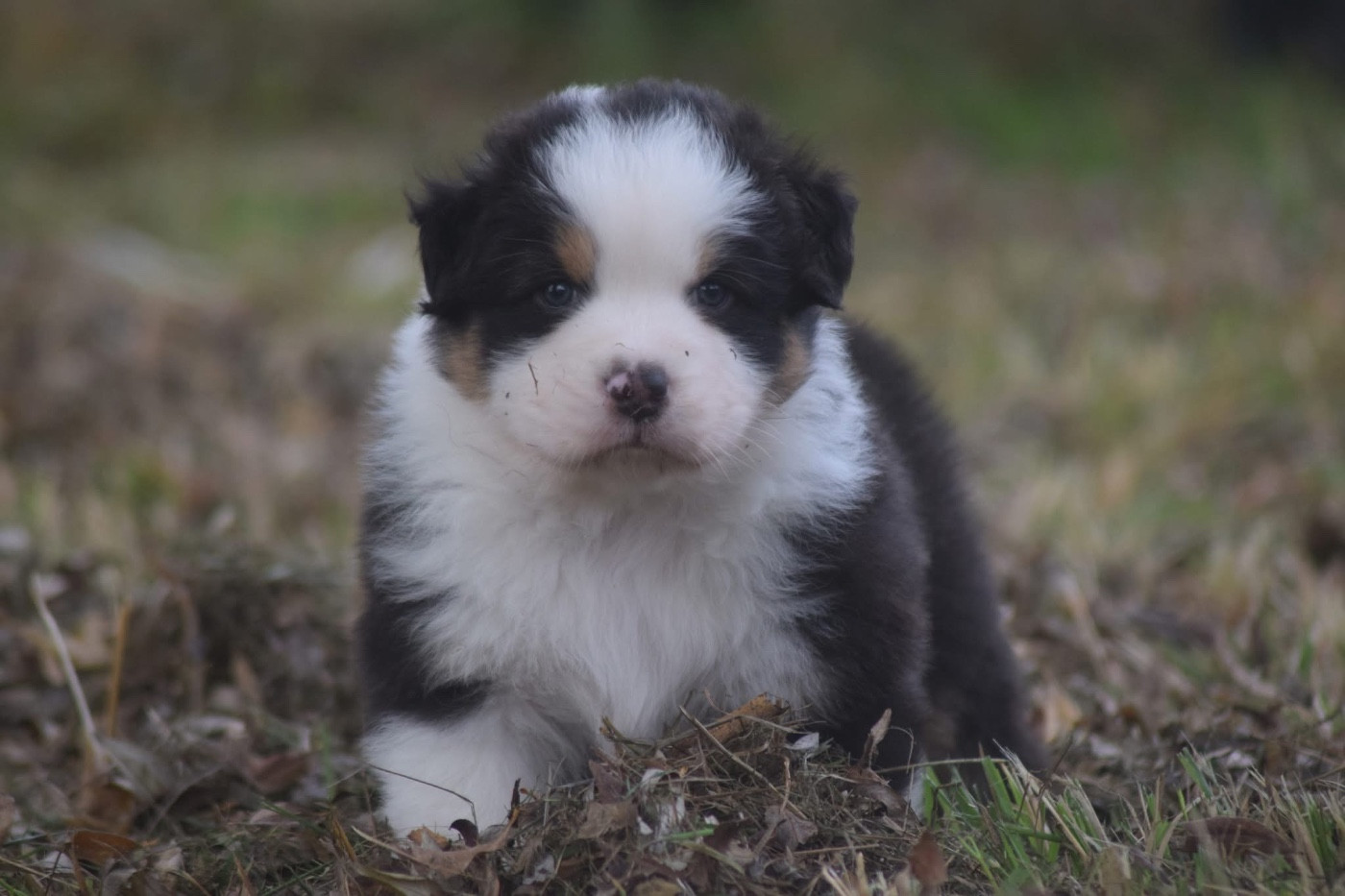 du Jardin des Heliades - Chiots disponibles - Berger Australien