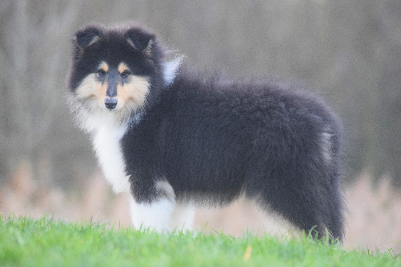 du Jardin des Heliades - Chiots disponibles - Colley à poil long