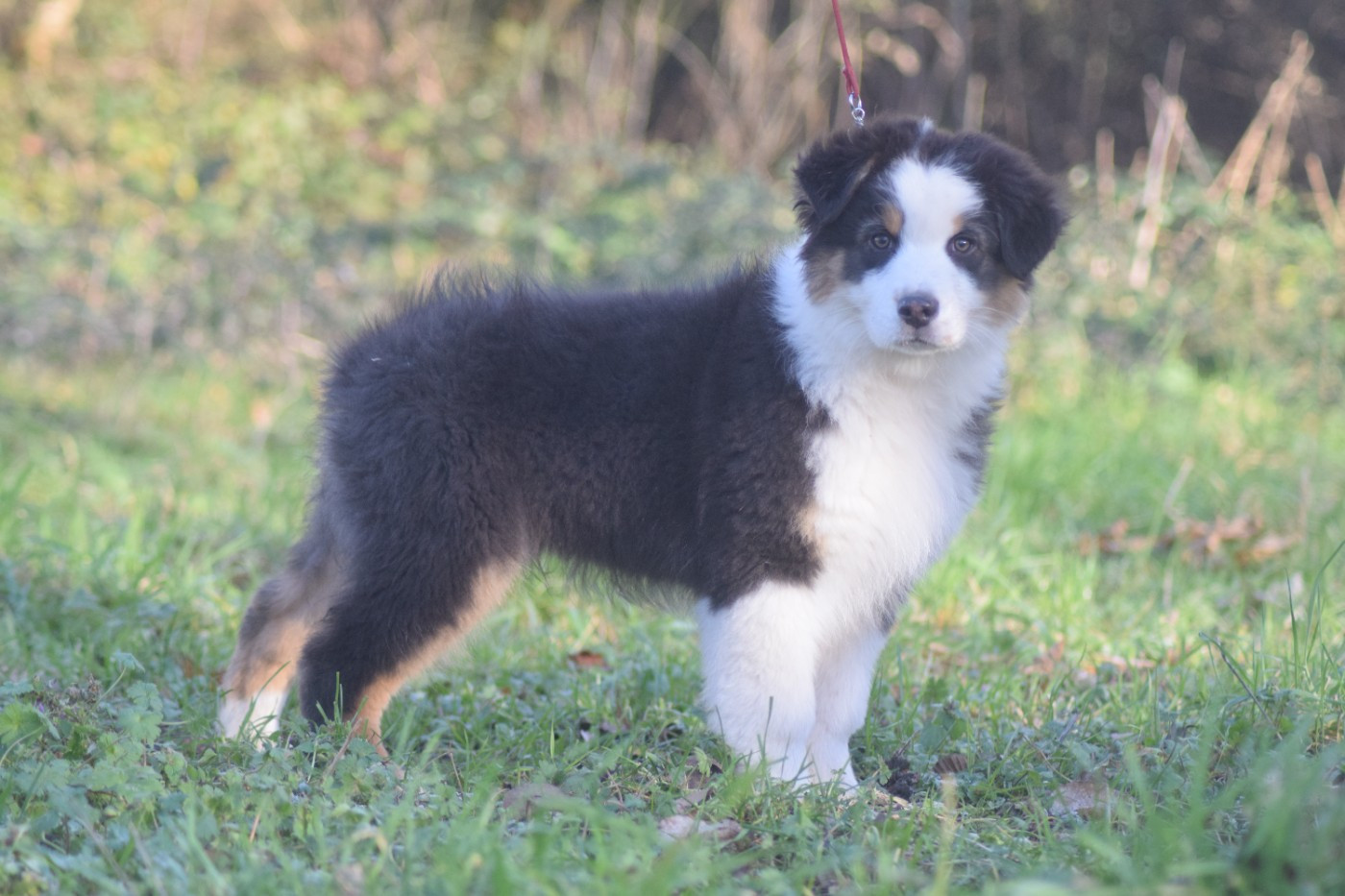du Jardin des Heliades - Chiots disponibles - Berger Australien