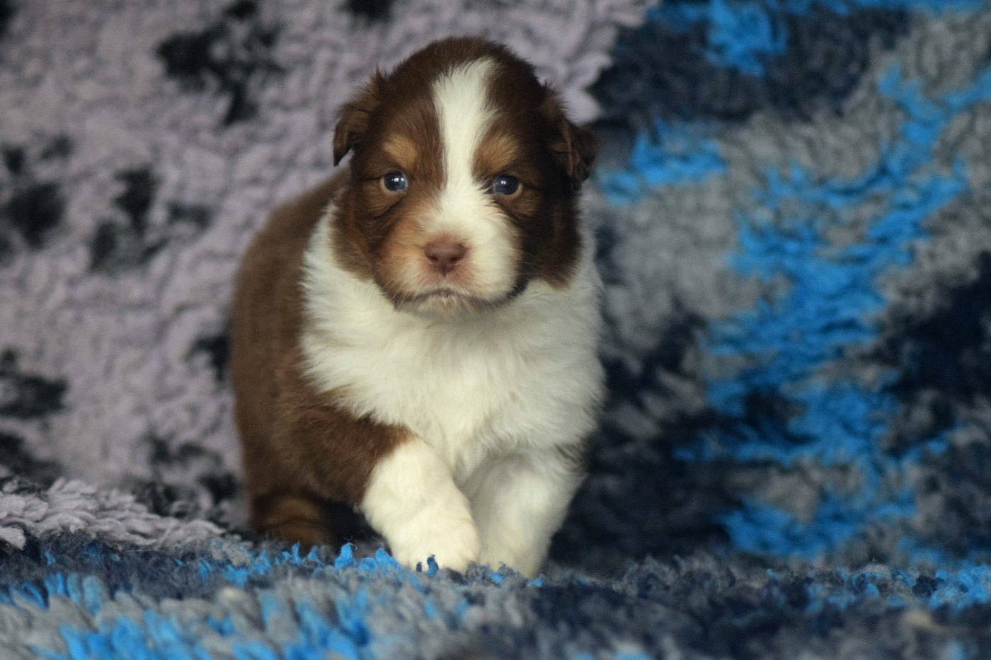 du Jardin des Heliades - Chiots disponibles - Berger Australien