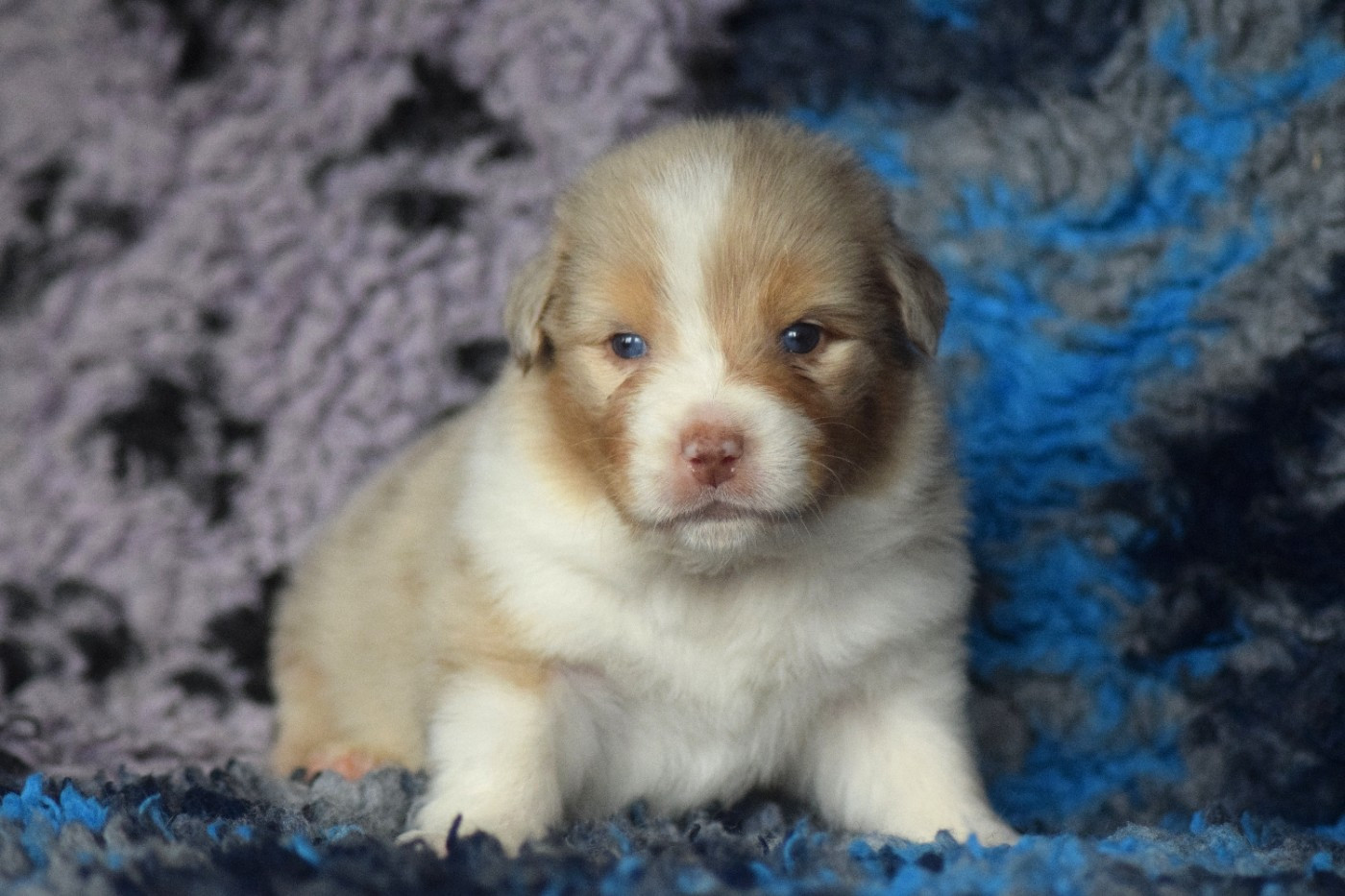 du Jardin des Heliades - Chiots disponibles - Berger Australien