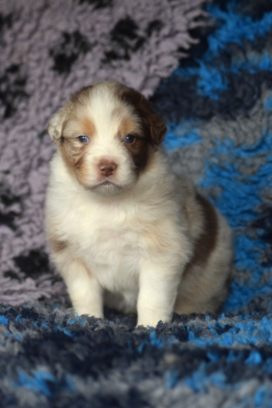 du Jardin des Heliades - Chiots disponibles - Berger Australien