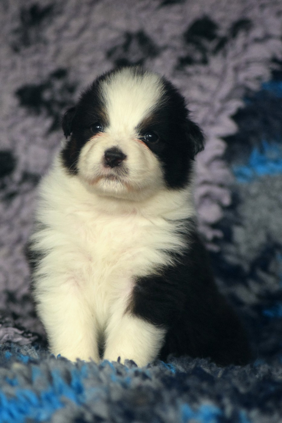 du Jardin des Heliades - Chiots disponibles - Berger Australien