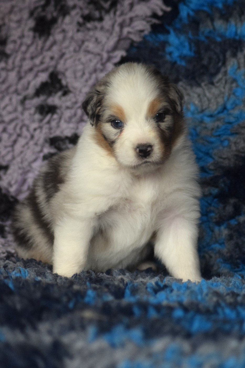 du Jardin des Heliades - Chiots disponibles - Berger Australien