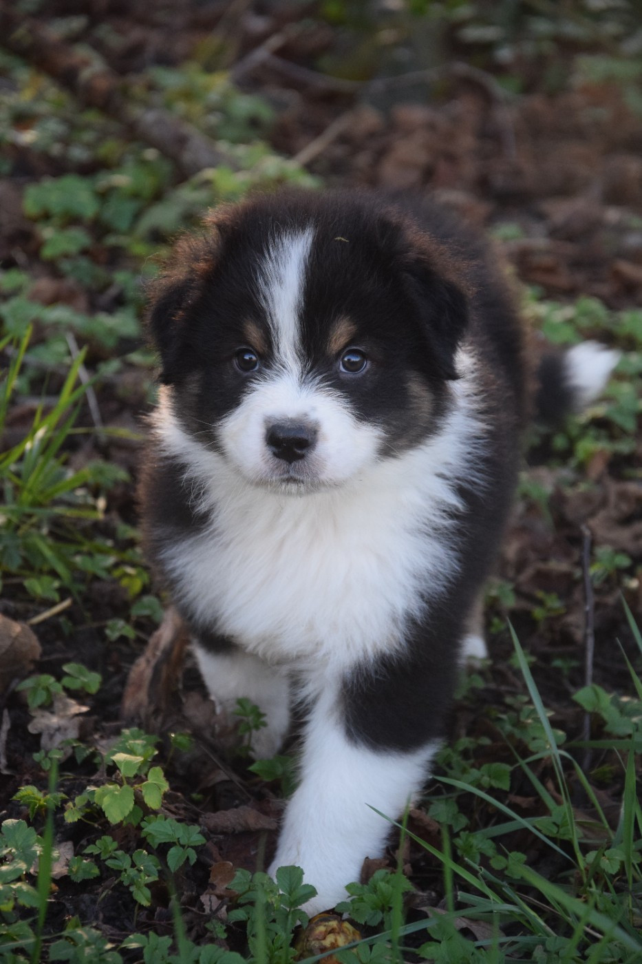 du Jardin des Heliades - Chiots disponibles - Berger Australien