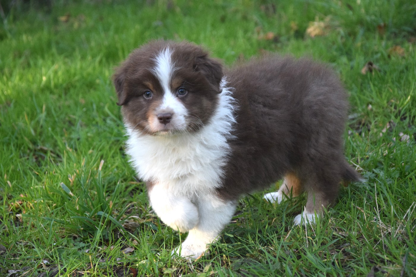 du Jardin des Heliades - Chiots disponibles - Berger Australien