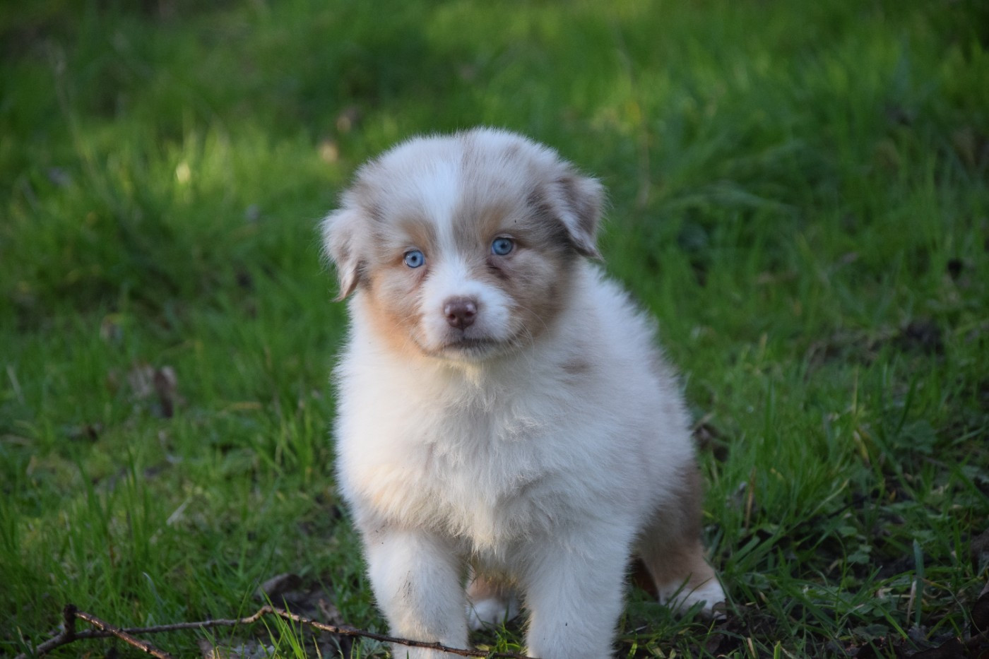 du Jardin des Heliades - Chiots disponibles - Berger Australien