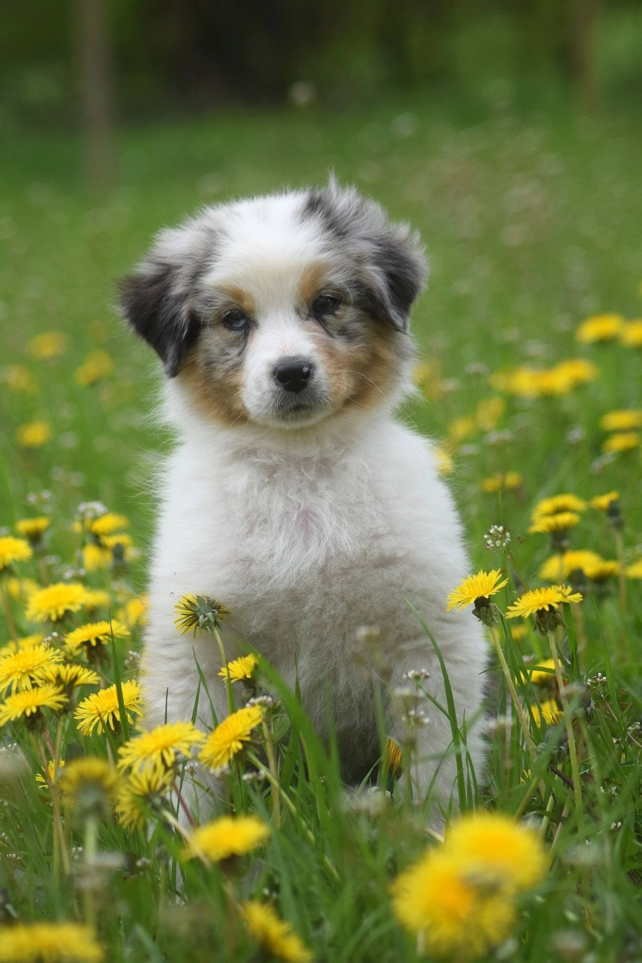 du Jardin des Heliades - Chiots disponibles - Berger Australien