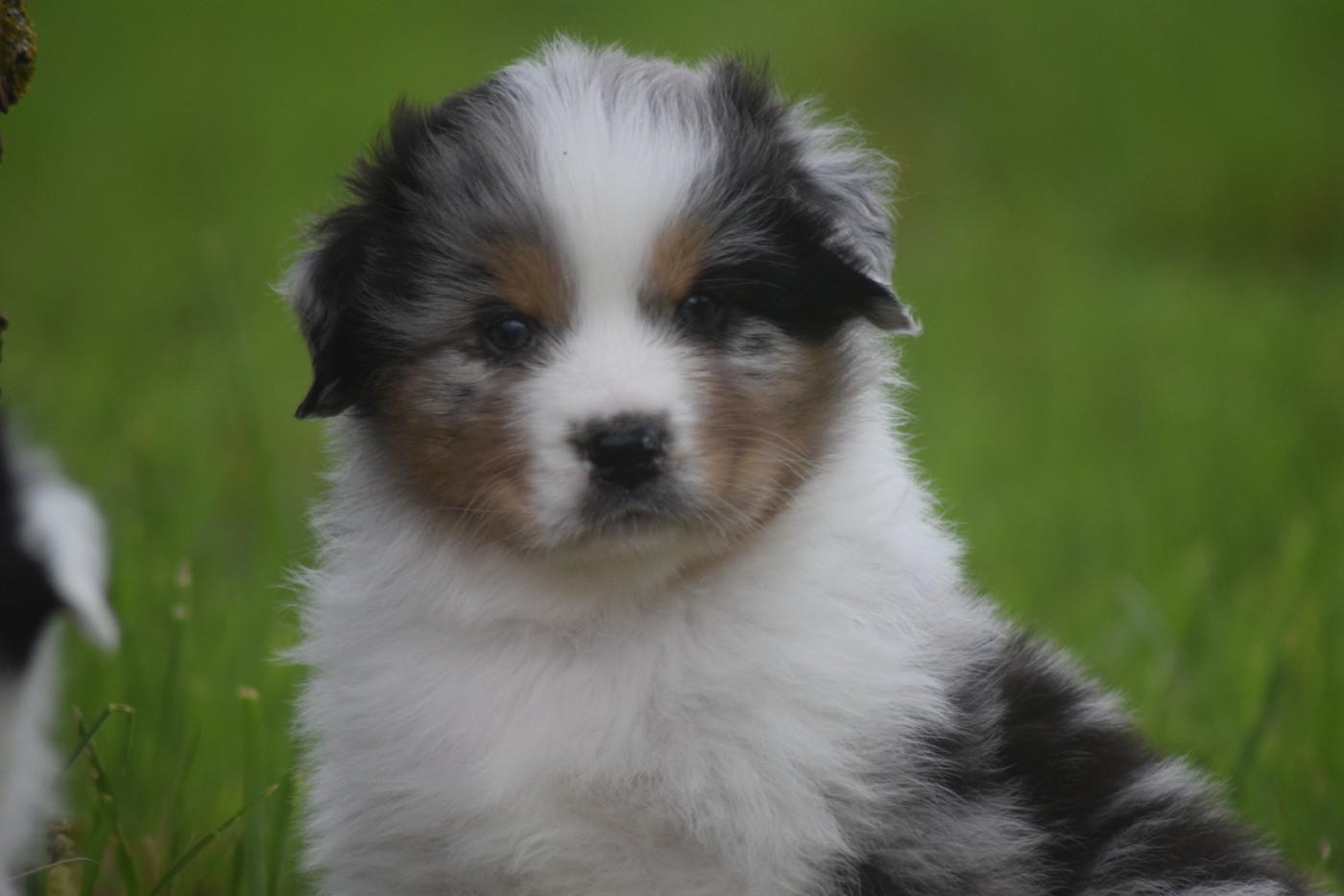 du Jardin des Heliades - Chiots disponibles - Berger Australien