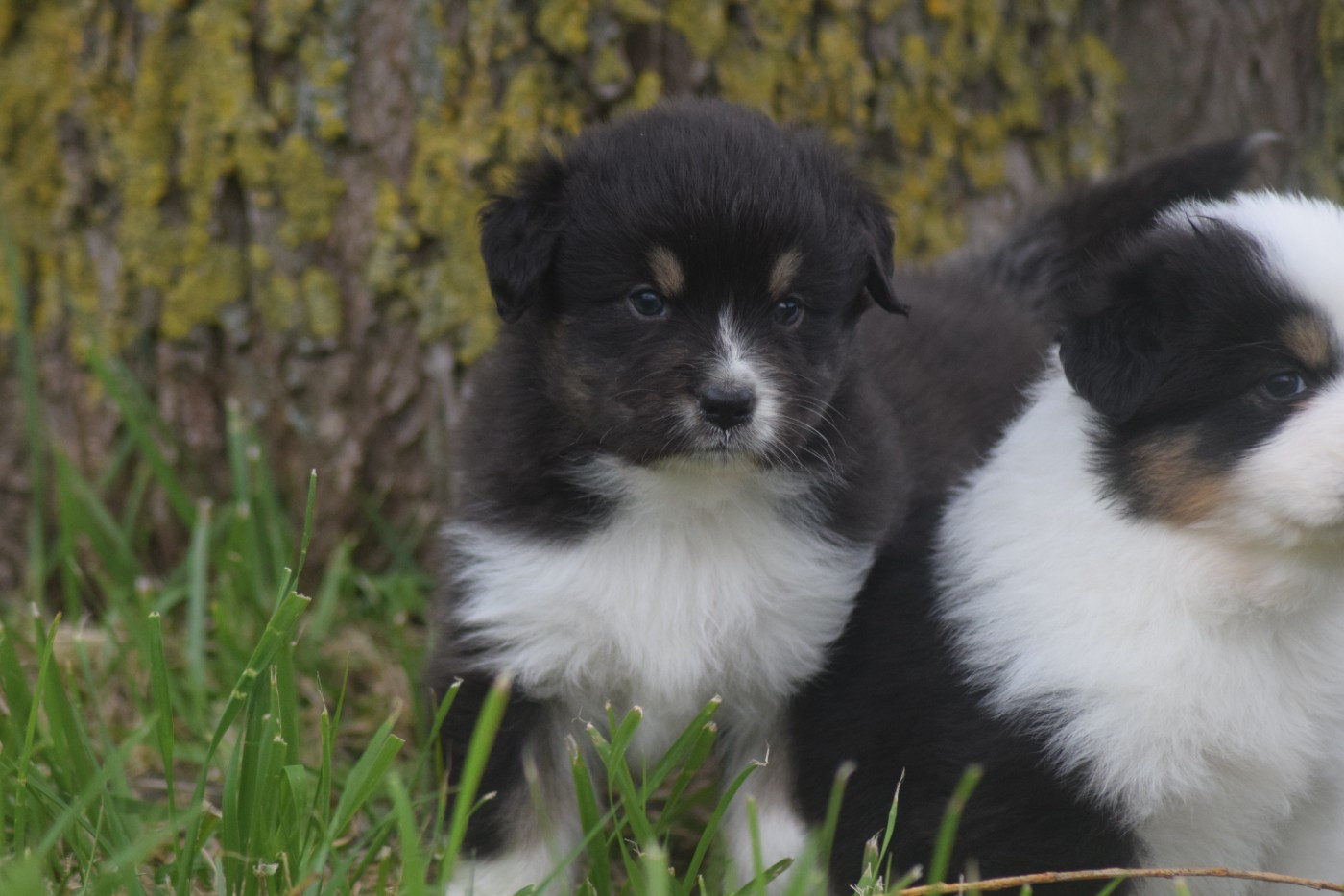 du Jardin des Heliades - Chiots disponibles - Berger Australien