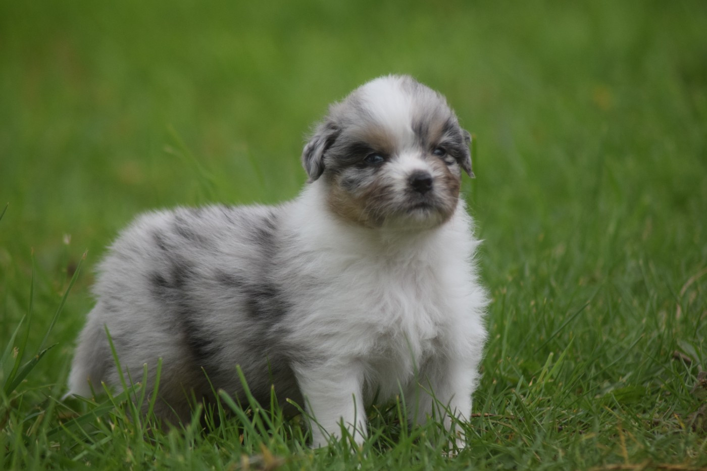 du Jardin des Heliades - Chiots disponibles - Berger Australien