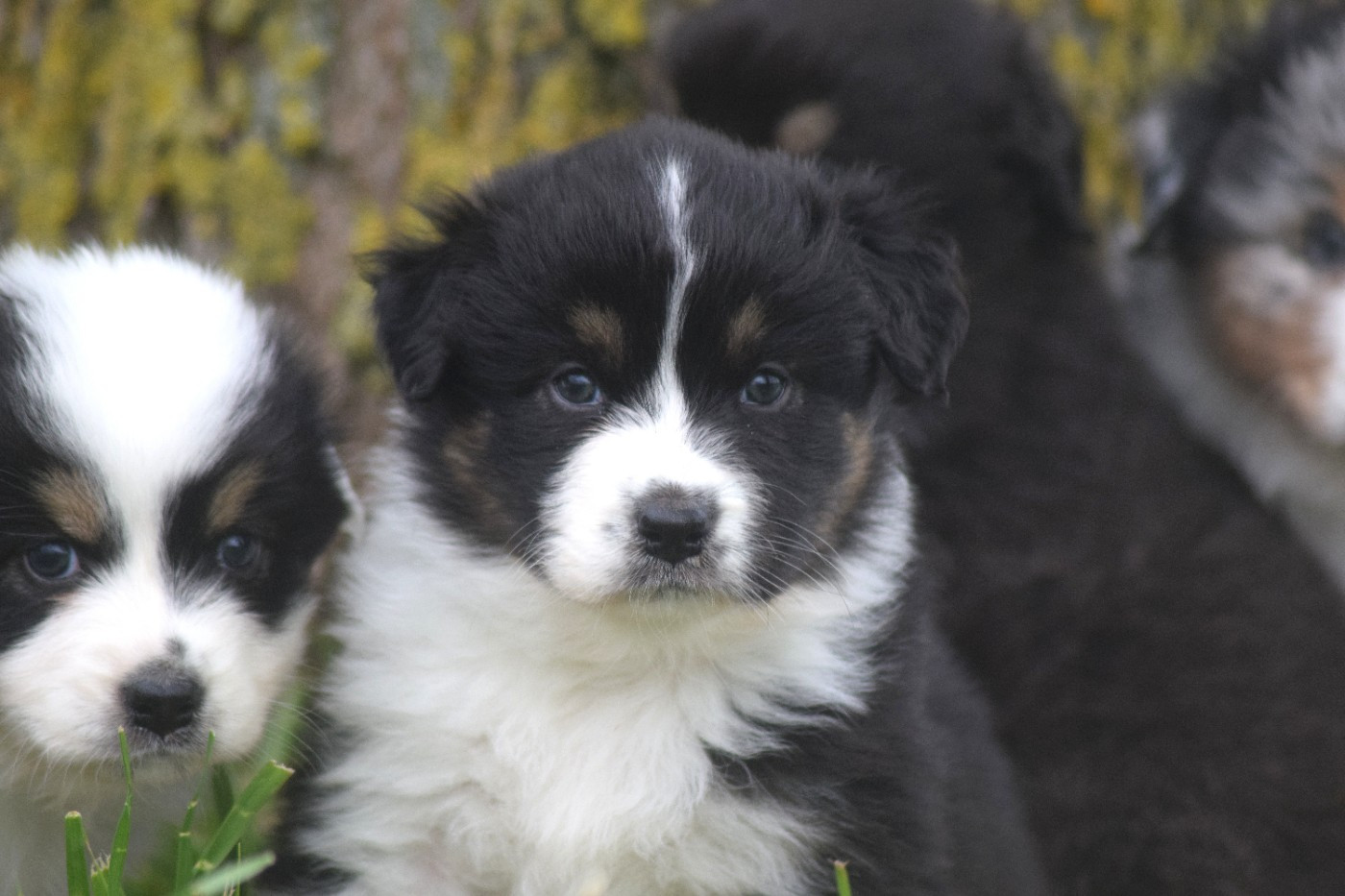 du Jardin des Heliades - Chiots disponibles - Berger Australien