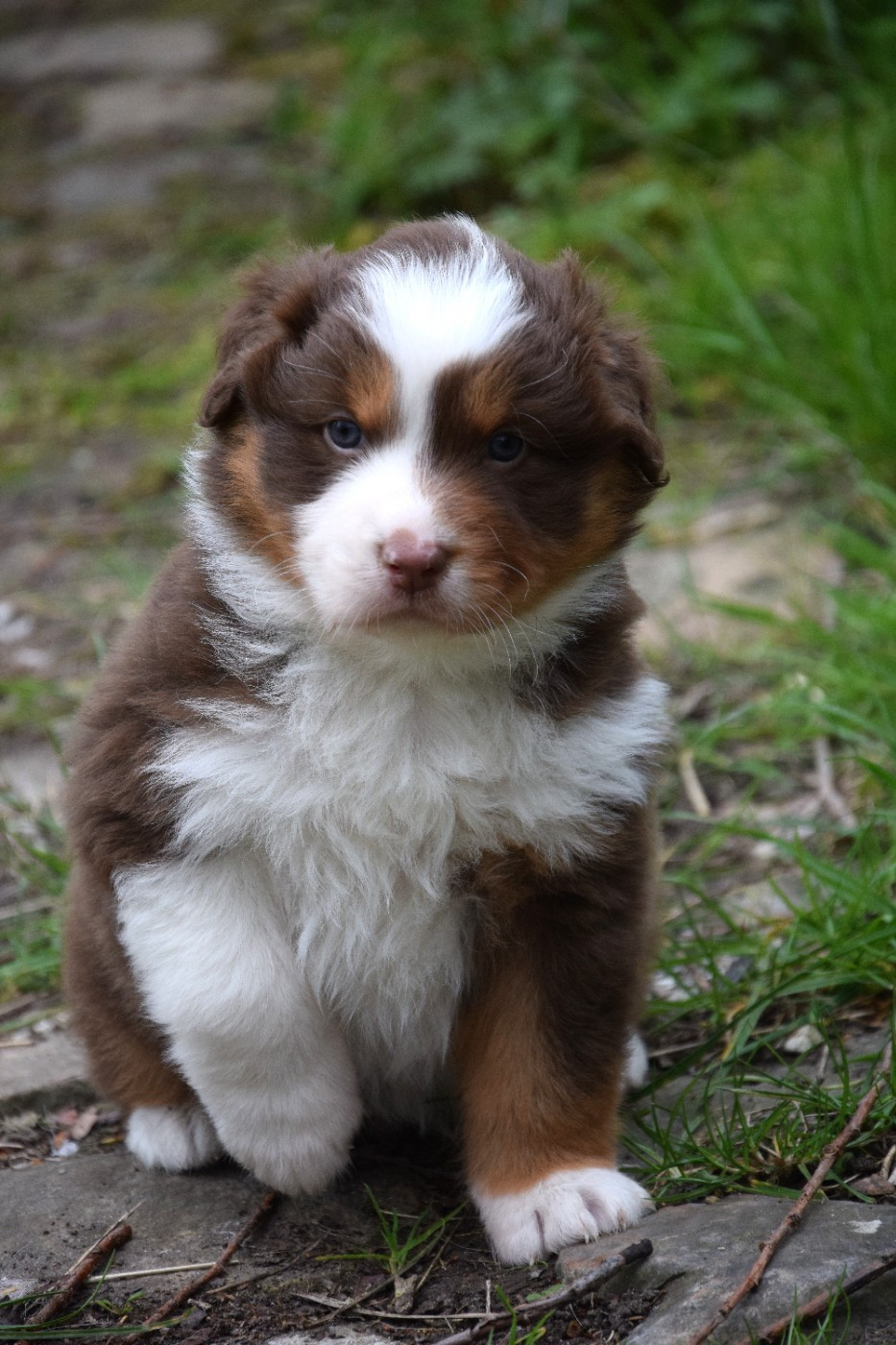 du Jardin des Heliades - Chiots disponibles - Berger Australien
