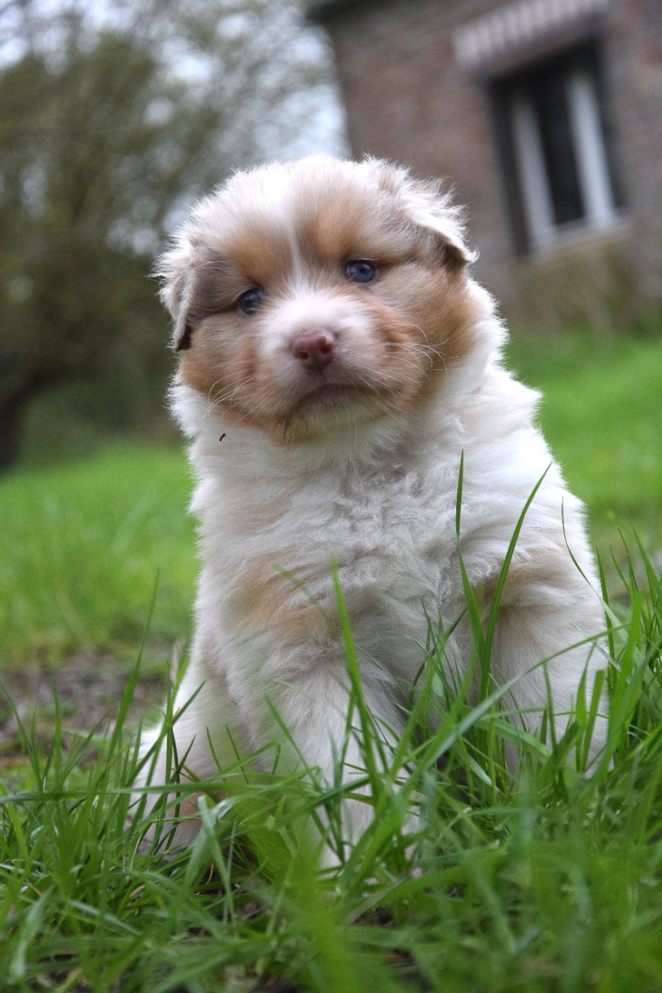 du Jardin des Heliades - Chiots disponibles - Berger Australien