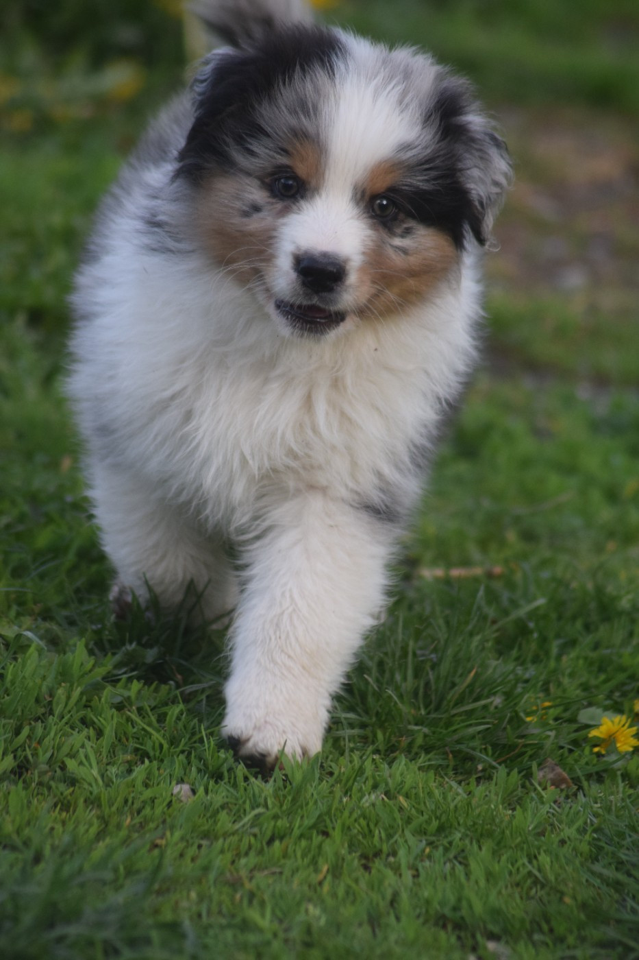 du Jardin des Heliades - Chiots disponibles - Berger Australien