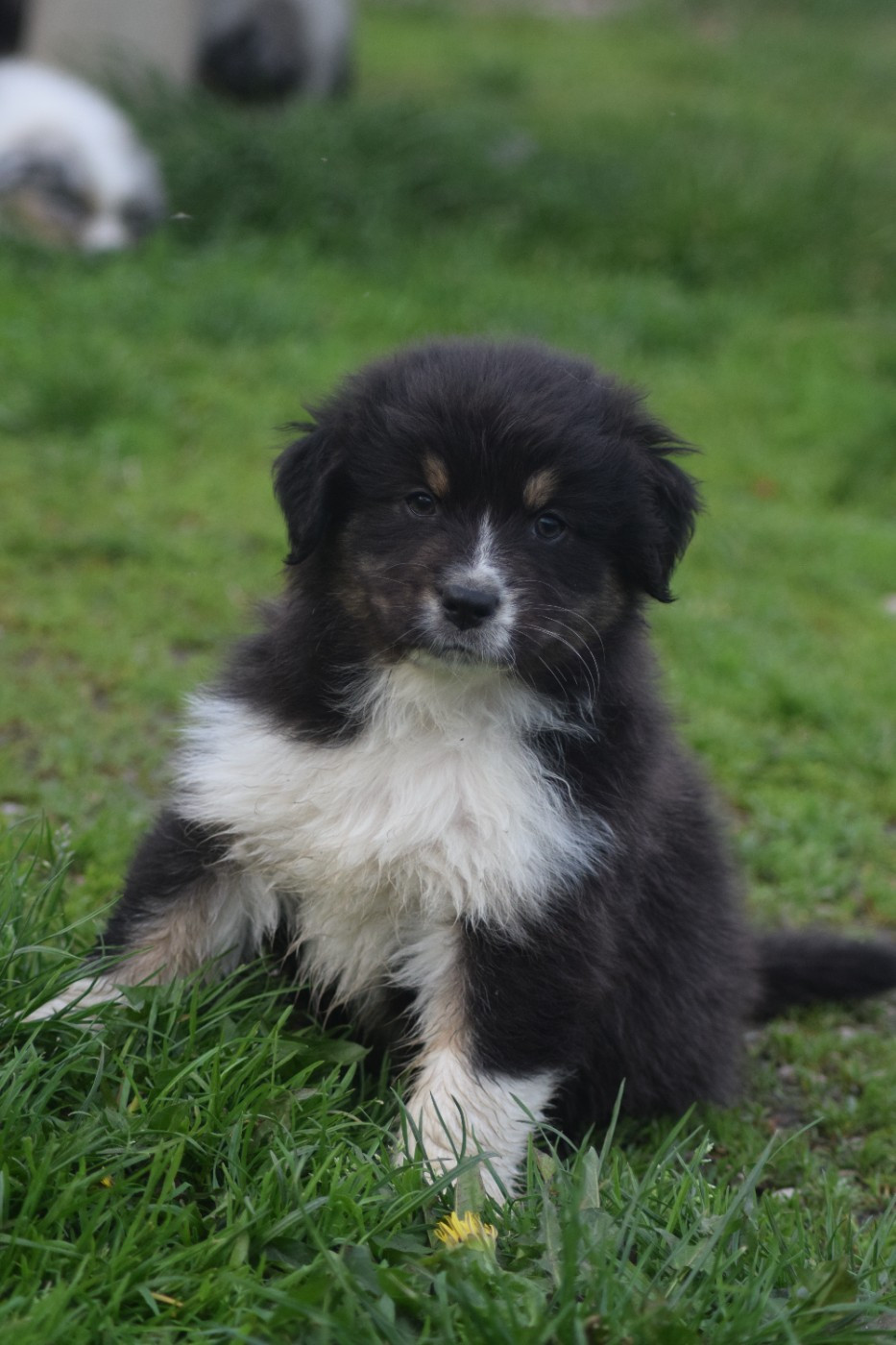 du Jardin des Heliades - Chiots disponibles - Berger Australien