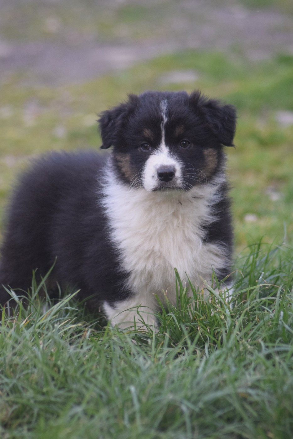 du Jardin des Heliades - Chiots disponibles - Berger Australien