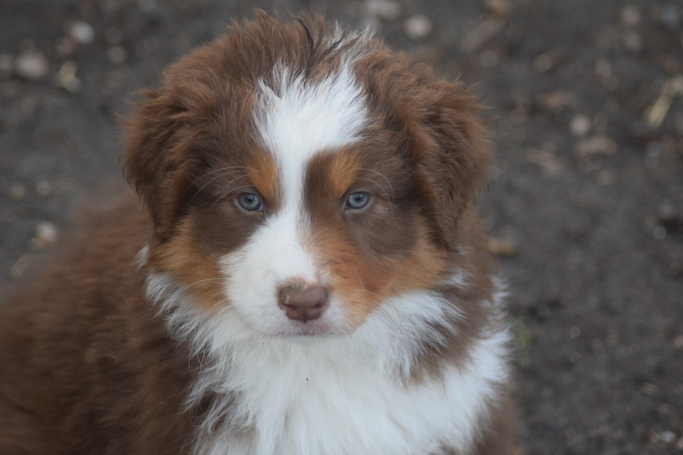 du Jardin des Heliades - Chiots disponibles - Berger Australien