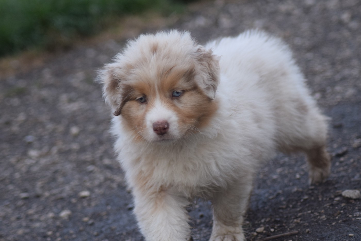 du Jardin des Heliades - Chiots disponibles - Berger Australien